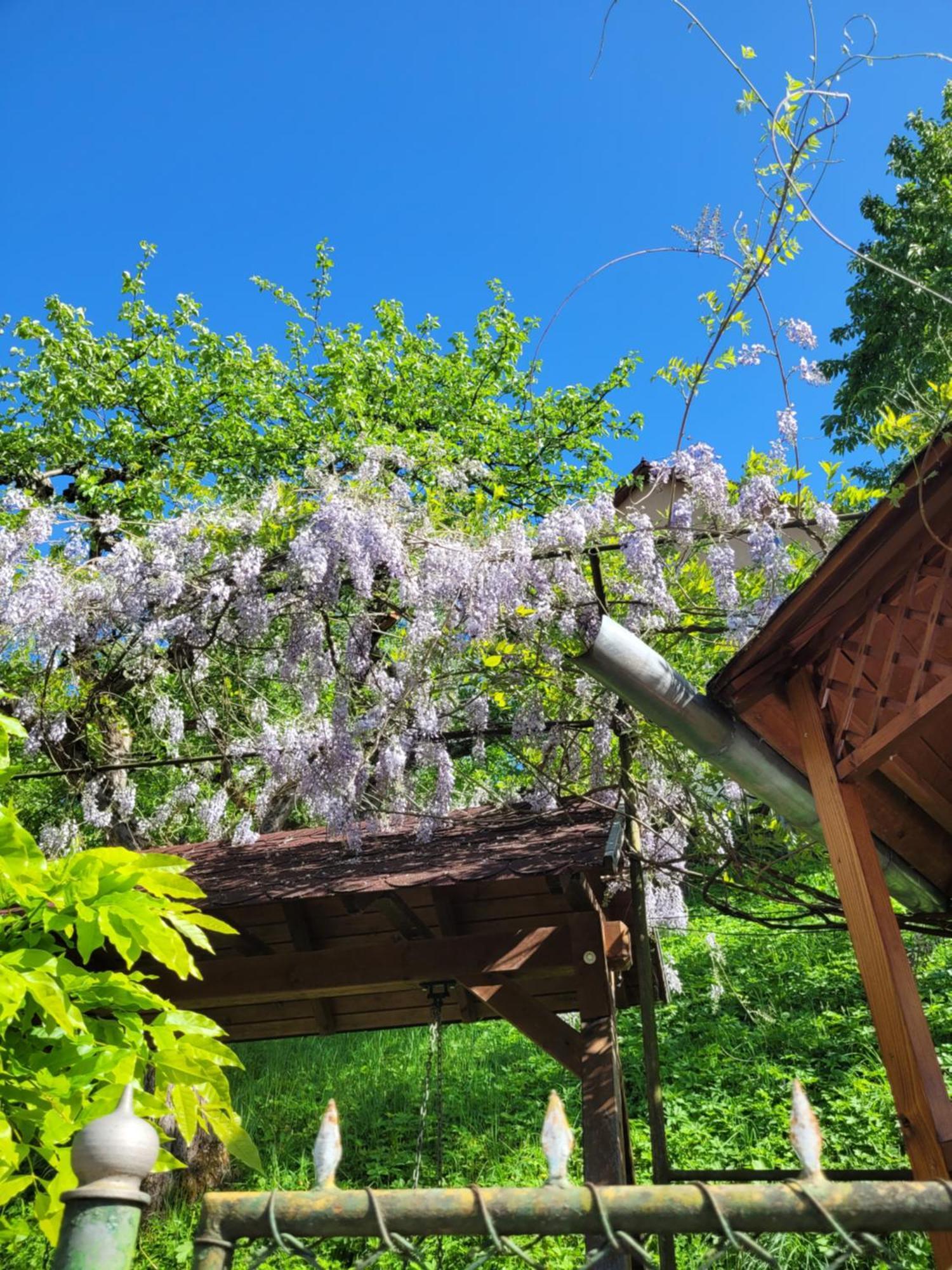 Casa Kiss Villa Sovata Eksteriør billede